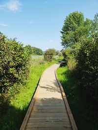 Footpath amidst trees against sky