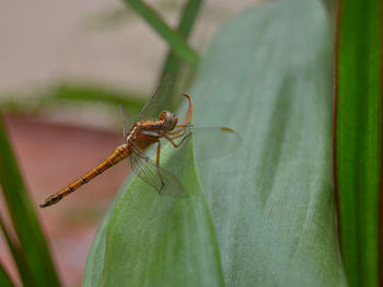 Yellow dragonfly perched resting on a green leaf