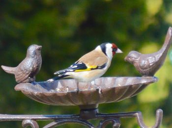 Close-up of bird perching outdoors