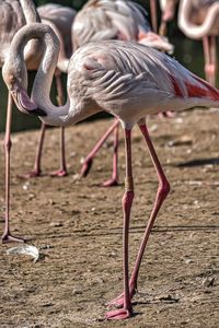 View of flamingo on land