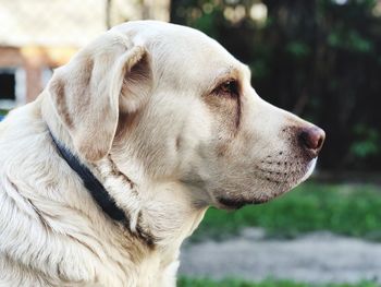 Close-up of dog looking away