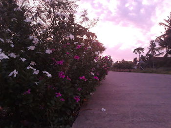 Pink flowering plants by road in park