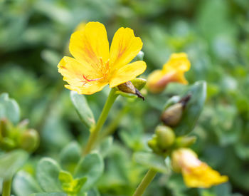 Close-up of yellow flowering plant