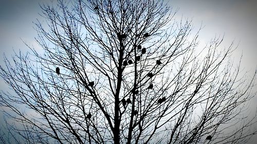 Low angle view of bare tree against sky