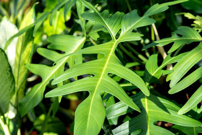 leaf