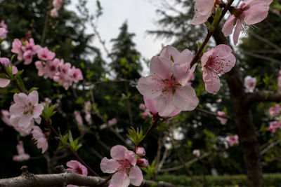 Close-up of apple blossoms in spring