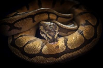 Close-up of a ball python