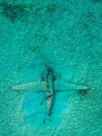 High angle view of horse in sea