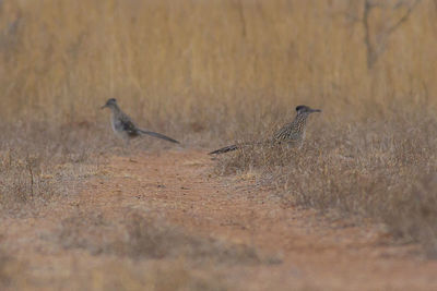 Bird perching on land