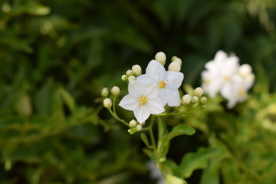 Close-up of white flowers blooming outdoors