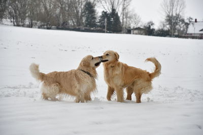 View of dog on snow covered land