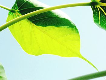 Close-up of fresh green leaf