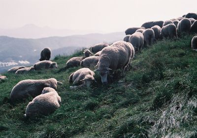 Flock of sheep grazing on grassy mountain against sky