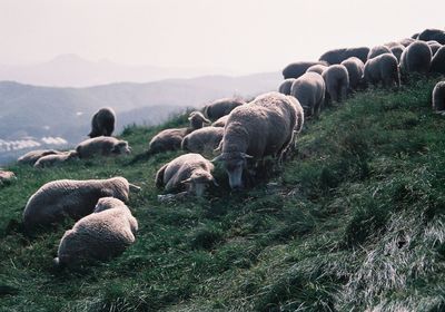 Sheep grazing in a field