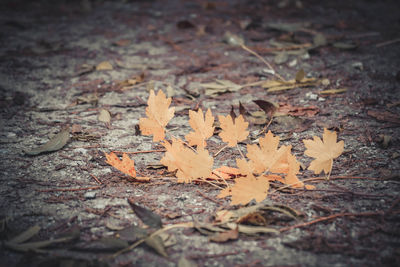 Close-up of dry maple leaves on ground