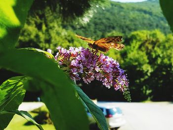 Close-up of butterfly pollinating on flower