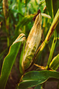 Close-up of grasshopper on a land