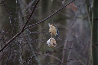 Close-up of bird perching on twig