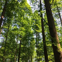 Low angle view of trees in forest