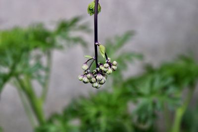 Close-up of purple flowering plant