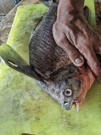 Midsection of man holding leaf