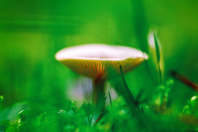 Close-up of mushroom growing on land