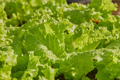 Center frame zoom green lettuce and water drop and soil in long plastic plant pot with morning light