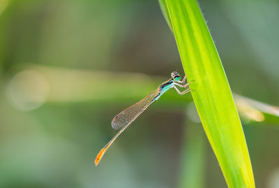 Close-up of insect on blade of grass