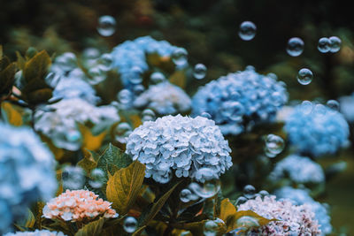 Close-up of flowering plant