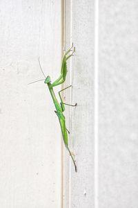 Close-up of insect on wall