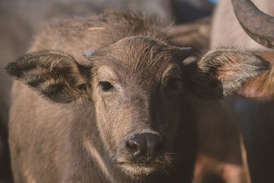 Close-up of cow