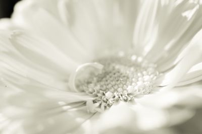 Close-up of white flower