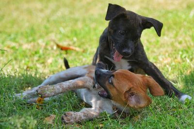 Black dog lying on grass