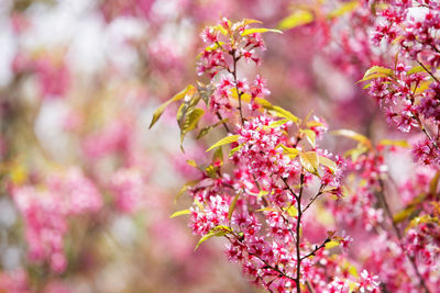 Close-up of pink flowers on tree
