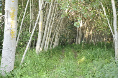 View of trees in forest