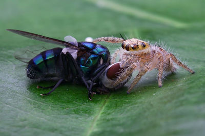 Close-up of insect