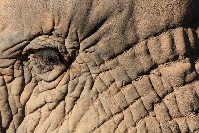 Close-up of elephant