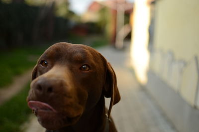 Close-up of weimaraner looking away