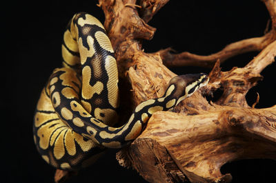 Close-up of lizard on tree