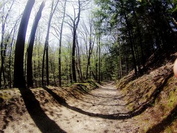 Panoramic shot of trees growing in forest