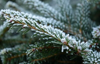 Needle cypress