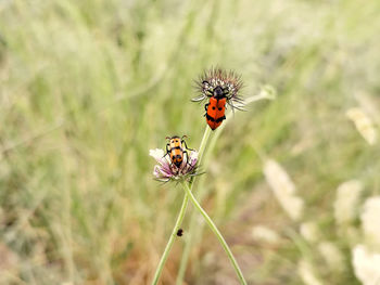 Close-up of insect on flower