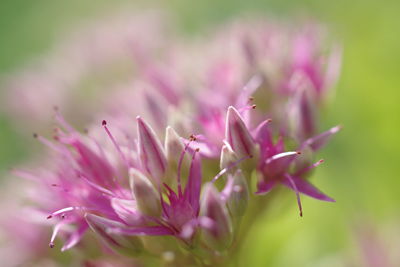 Close-up of pink flowers blooming outdoors