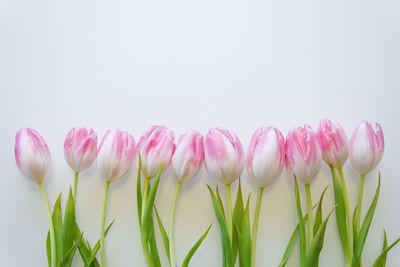 Close-up of pink tulips against white background