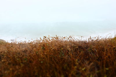Close-up of grass on field against clear sky