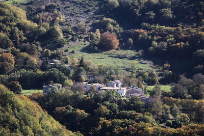 High angle view of trees in forest