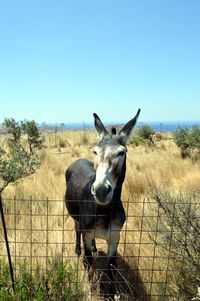 Portrait of donkey standing by fence on grassy field against clear sky