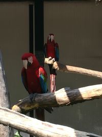 Bird perching on wood