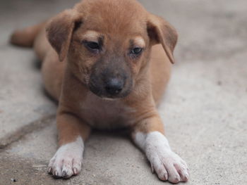 Close-up of brown puppy lying on street