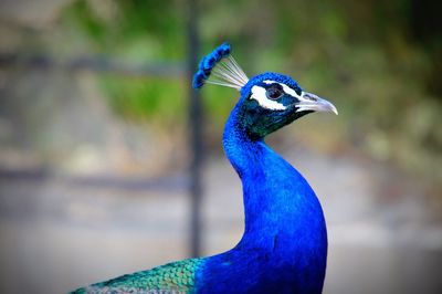 Close-up of peacock